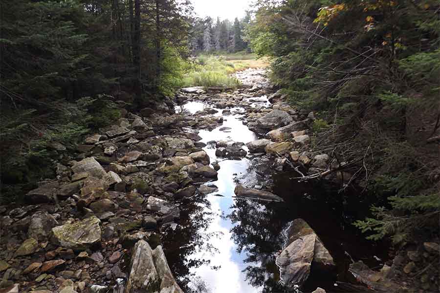 VQ Green Mountain Forest